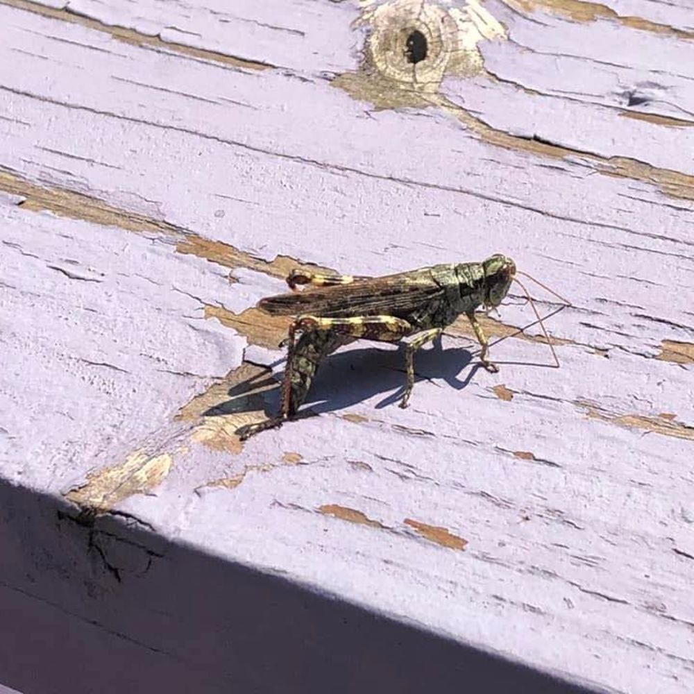 Meet your Posher, Colleen